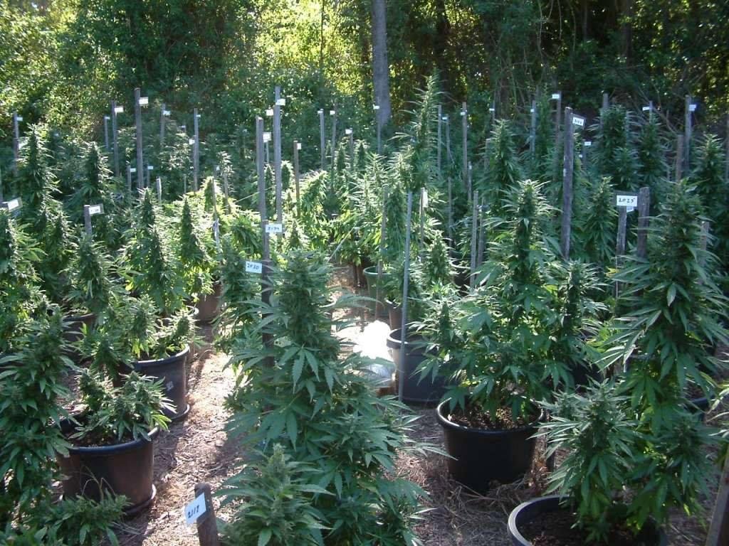 Christmas tree shopping in Wonderland :D