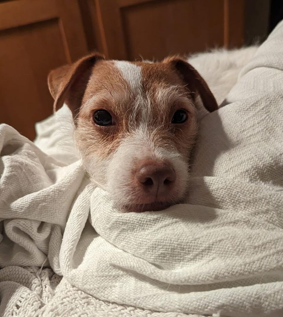 I have 1st Wave (SiriusXM) playing The Psychedelic Furs - Pretty in Pink over my Echo Dot Speakers all over the house, and my wife's little dog is just sitting as close as she can to me, and literally humming to the song. I