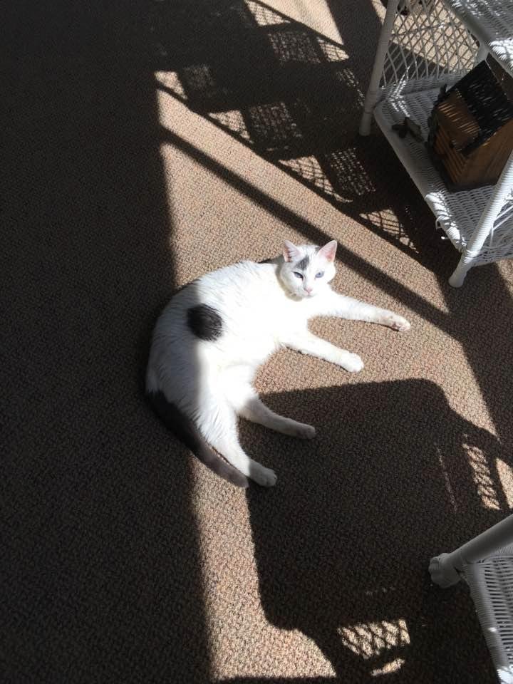 My sun cat