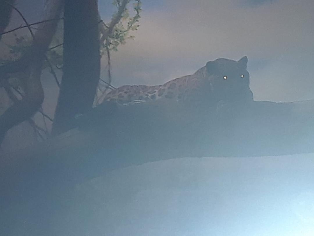 Leopard at the Salzburg Zoo.