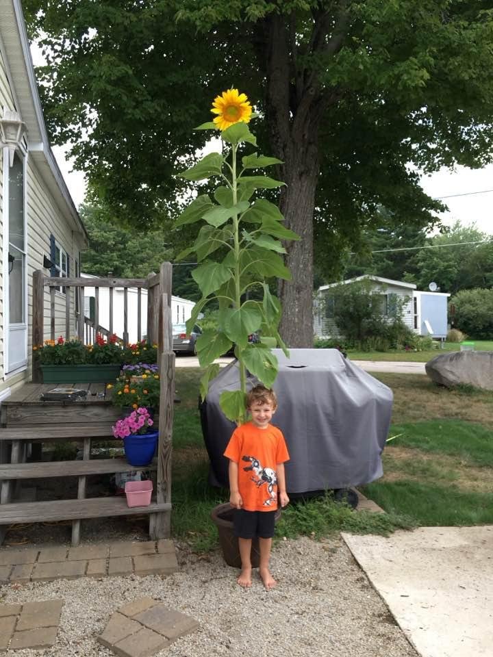 Austin planted his first SUNFLOWER!  👵🏻👦🏻🌻