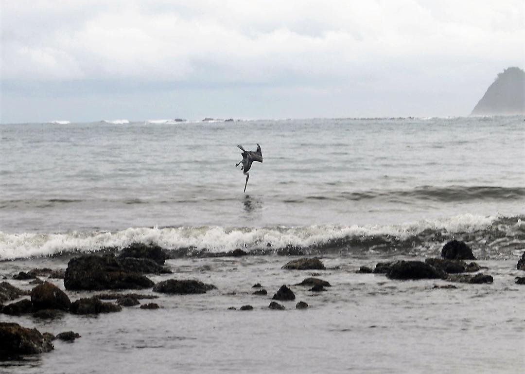 Sometimes you just have to be at the right place at the right time.  This is from our recent trip to Costa Rica.