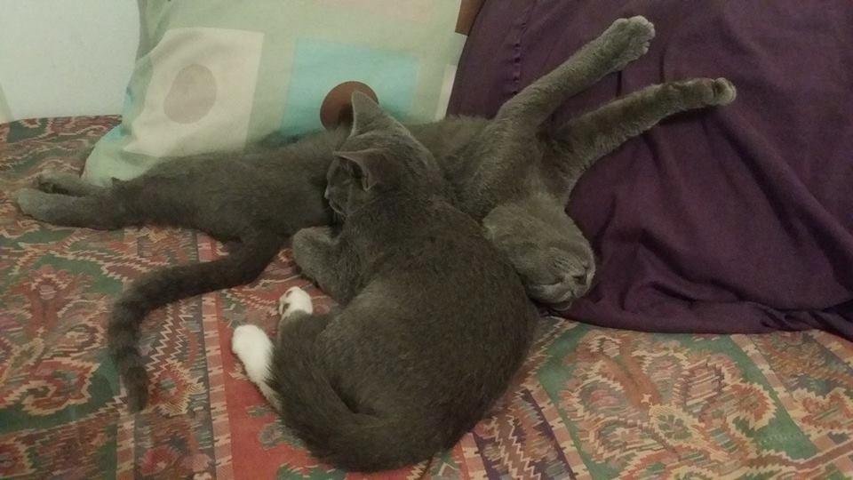 O.M.G....there our lil road kill express. ... I so hate to separate them