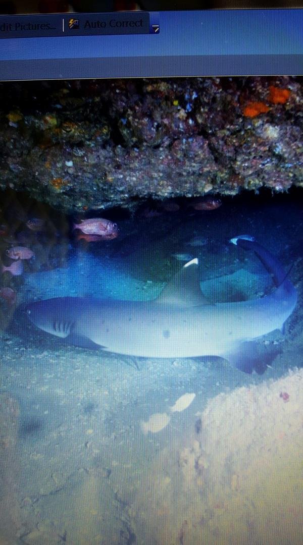 One of a few swimming around us