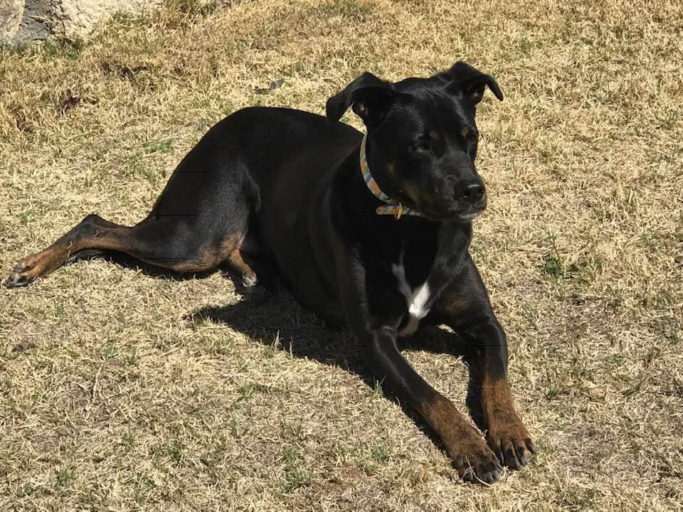 Arya or black dog