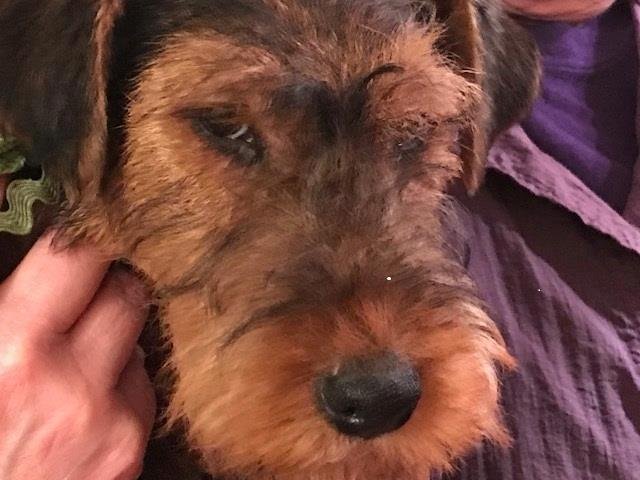 Meet Quinn. He will be Gracie's buddy in a few short weeks. Life will never be the same!