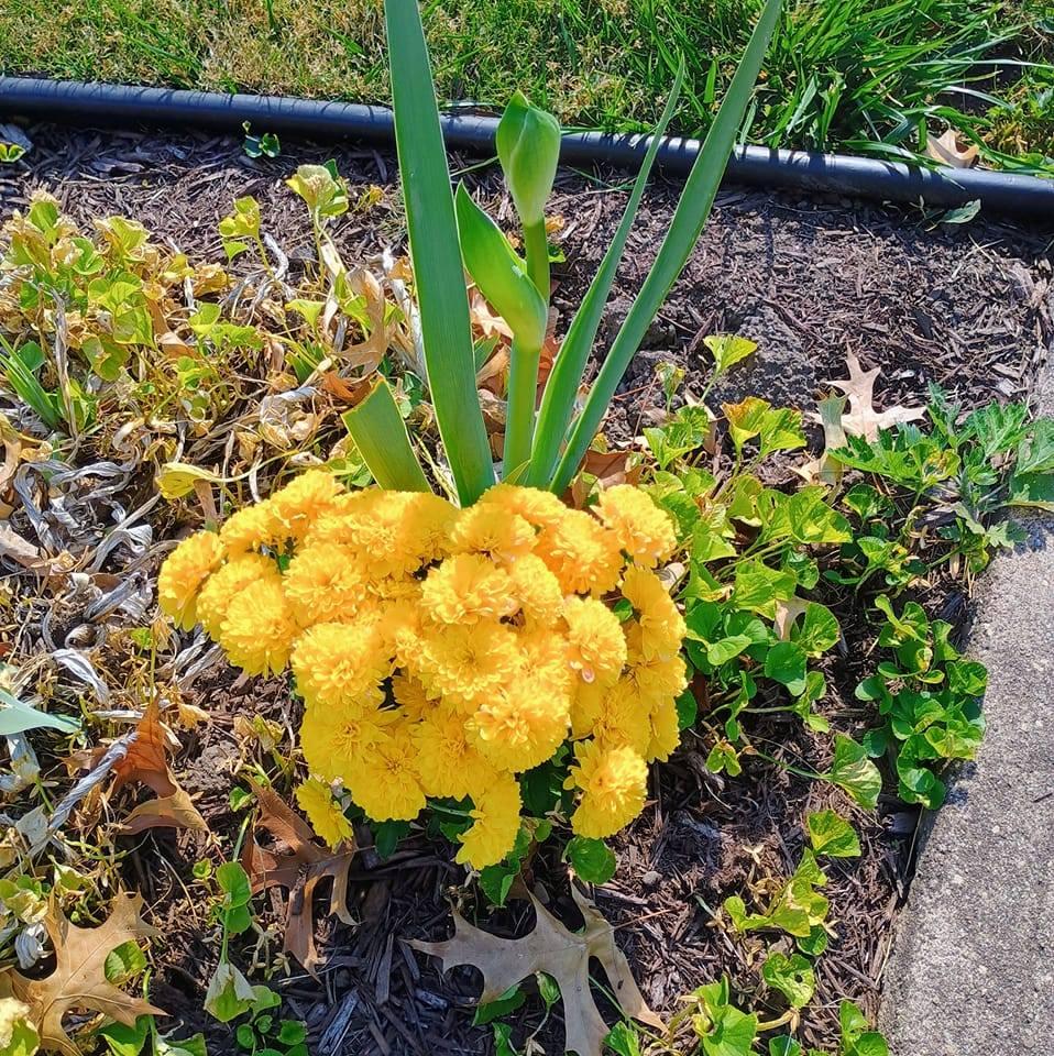 a iris is blooming among the yellow mum's. wonderful surprise this morning 😊💕🇺🇲