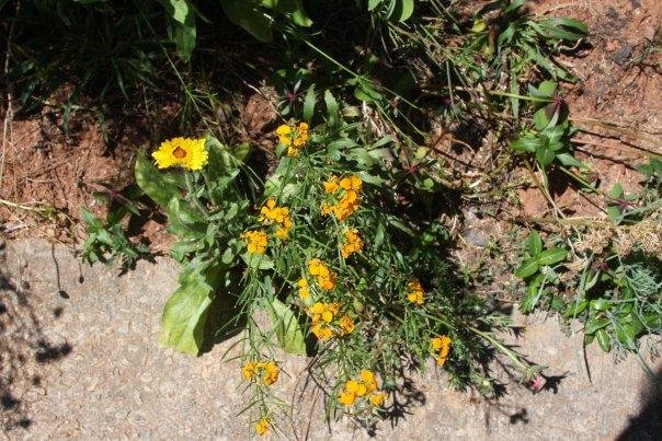 Ann Bowes' album, Flowers in my yard