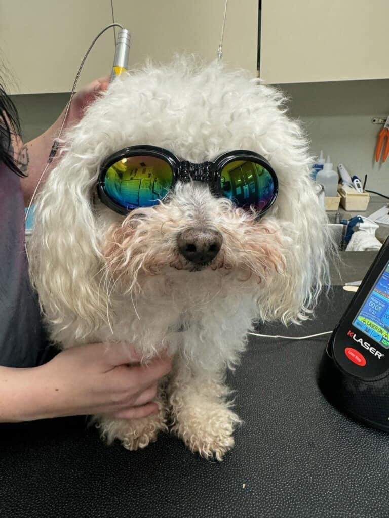 Alfie having a massage and laser treatment …