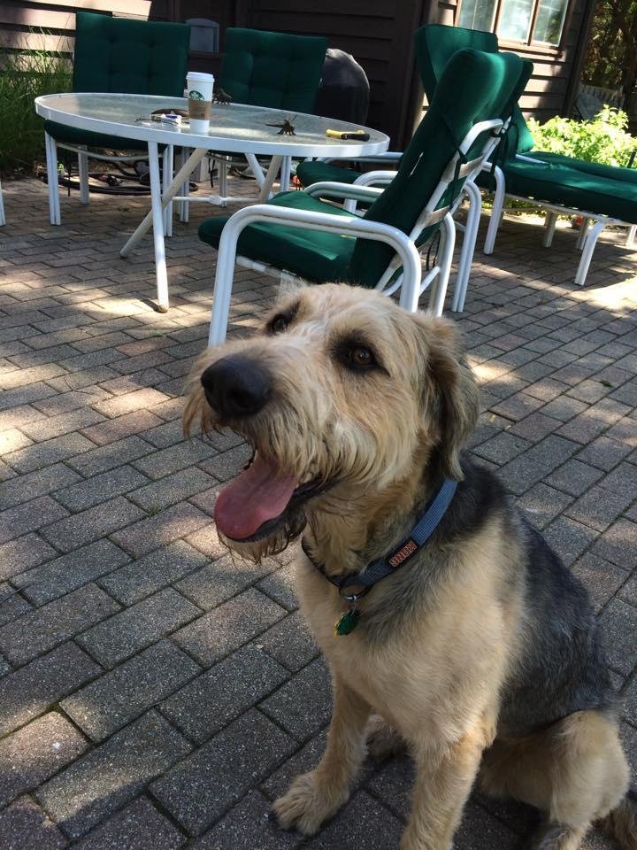 My grand dog - King. He's a German Shepard poodle mix. Great guy!