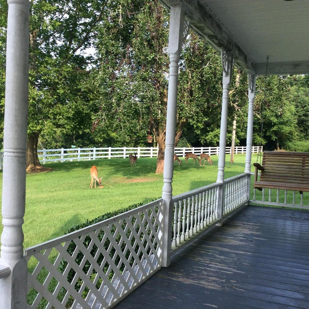 The deer are out today