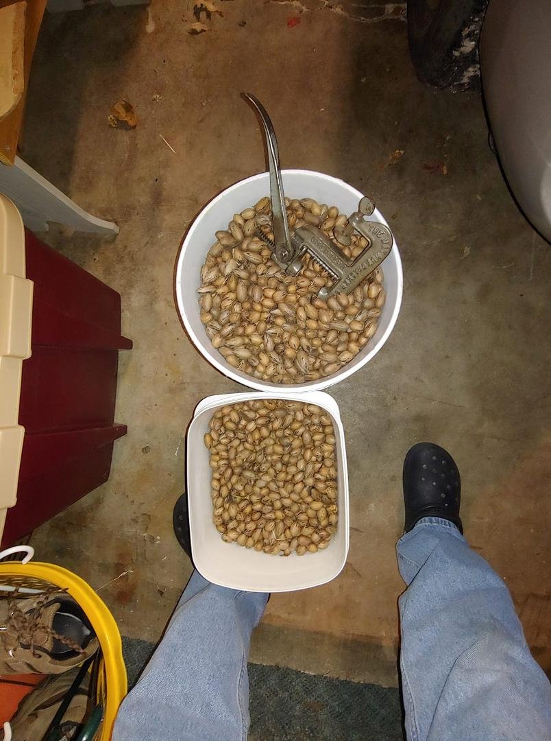 Here is what the next two buckets look like. The one complete was just as full.
