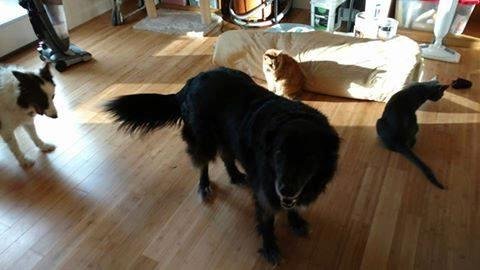 Now here is a rare scene.  All 4 of our pets together!  They are helping set up the new office!