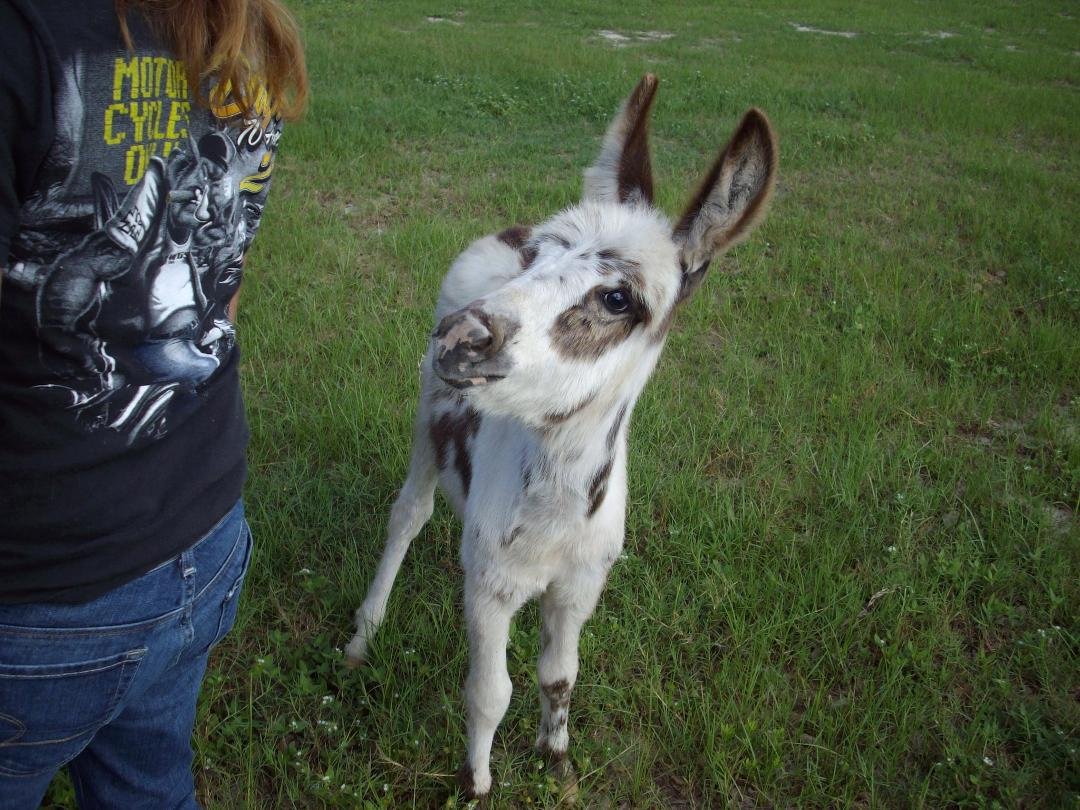 Pebbles say's....." I'm cute...so where's my carrot"