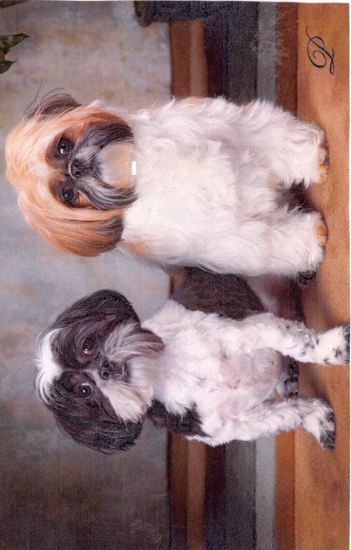This is 2 of my Grandpuppies,  HOMER and MADDUX!!!!