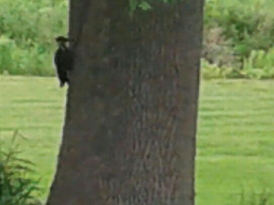 Woodpecker at PortCato June 1st
