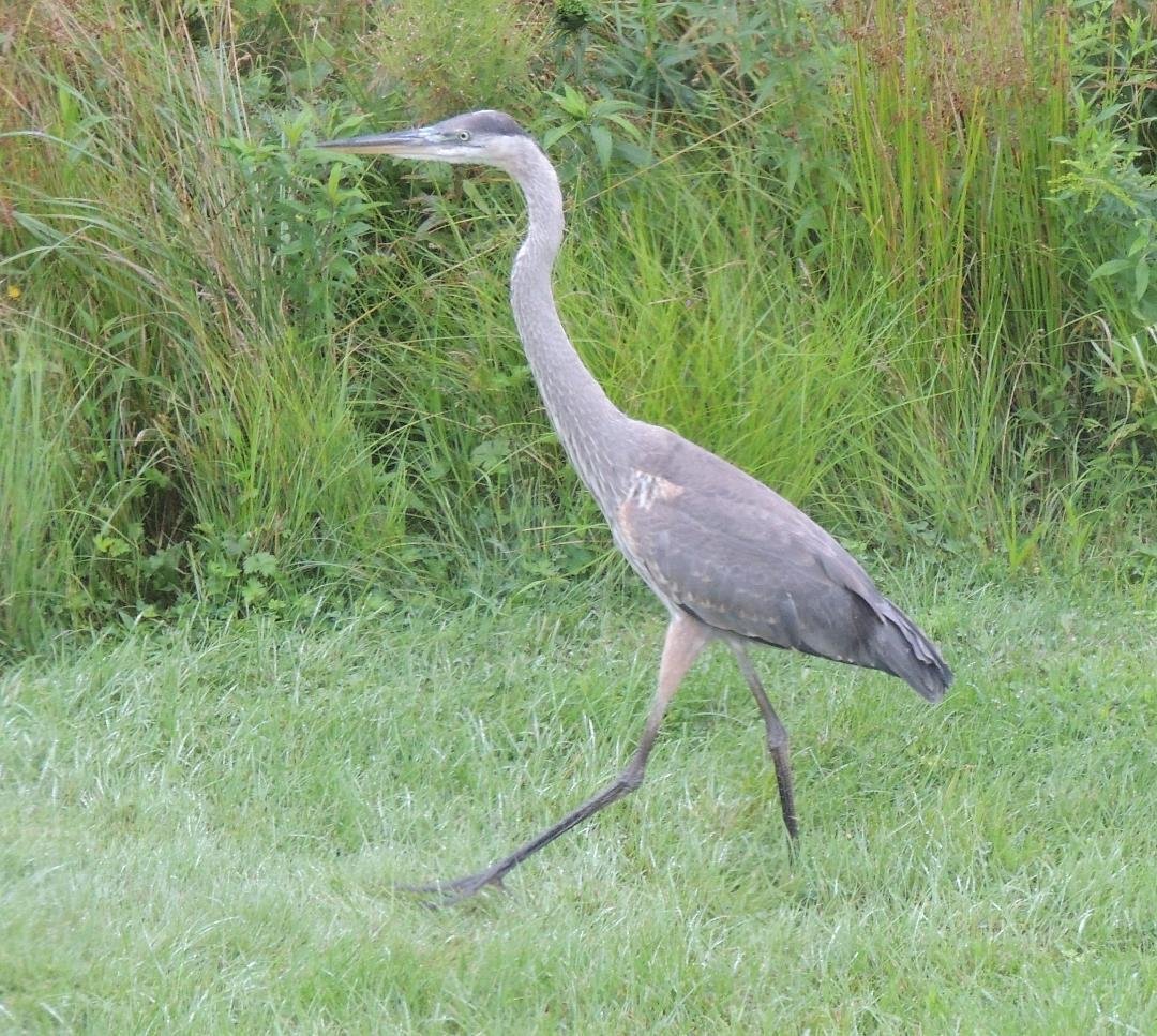 Visitor on the back lawn today...