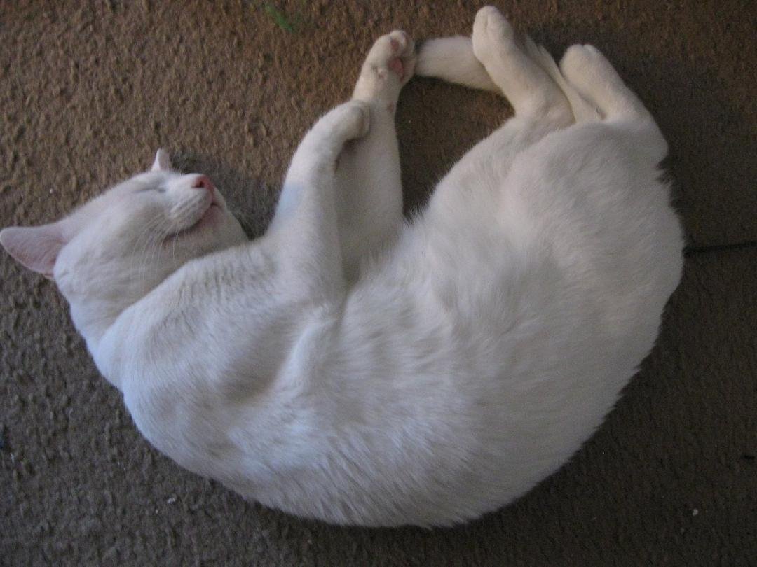 No it's not a dead cat, but I do have to check sometimes.