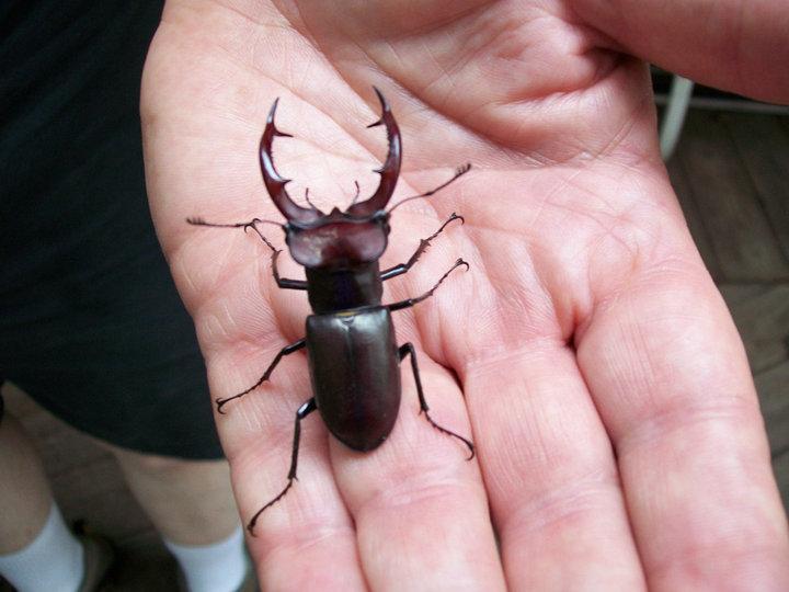 Stag Beetle- Birnam Wood