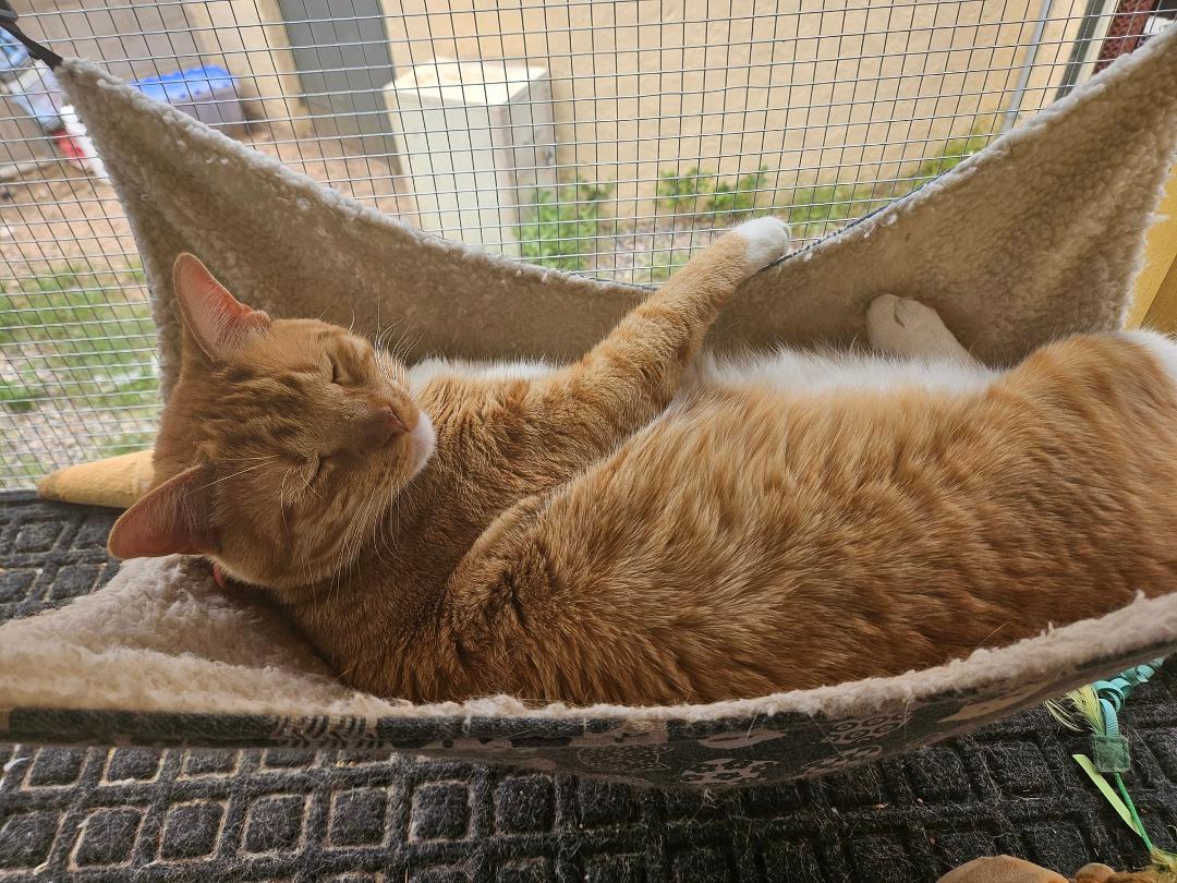 Another day in the life of sweet Aspen!