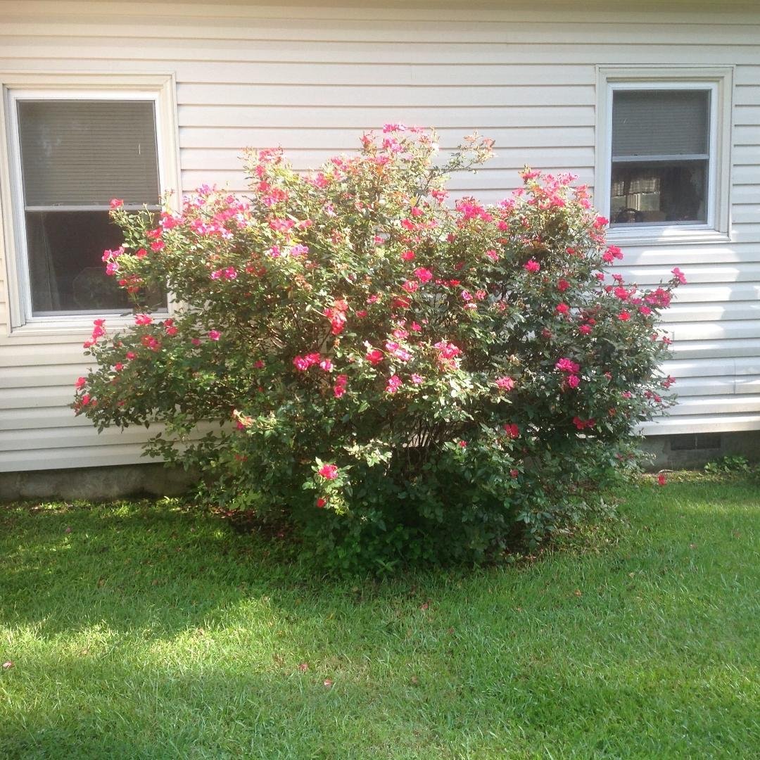 Rose bush love it