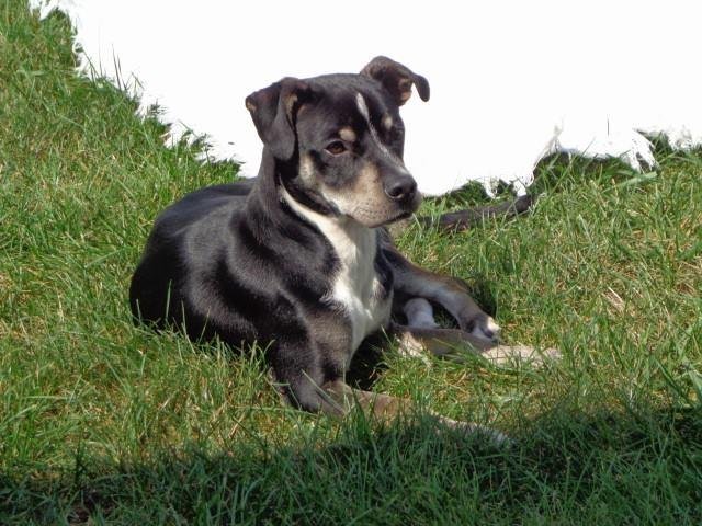 This is Bamboo, he is my foster. He is available through The Animal Protection League Inc., Indiana. He's 10 months old good with other dogs and kitties. He loves going for car rides. Bamboo would like to have another dog t
