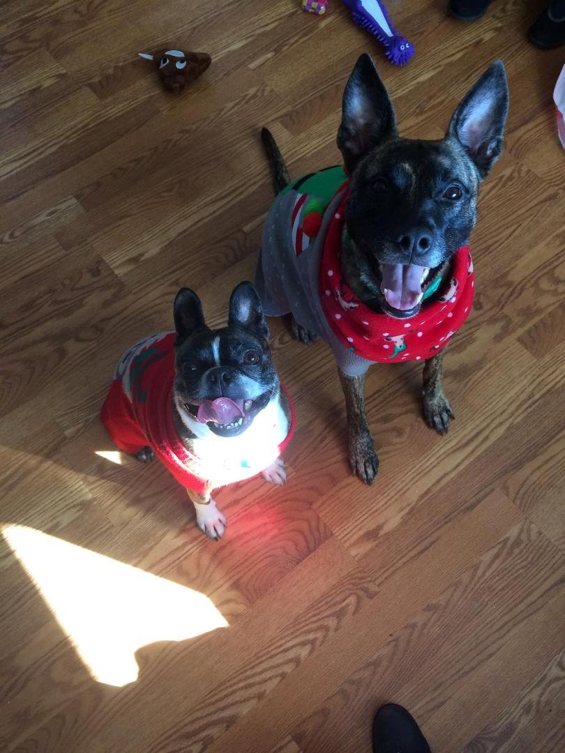Christmas dogs
