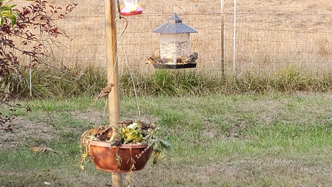 Hungry birds! I've been putting out our fresh sunflowers as they ripen, and the birds are loving them!