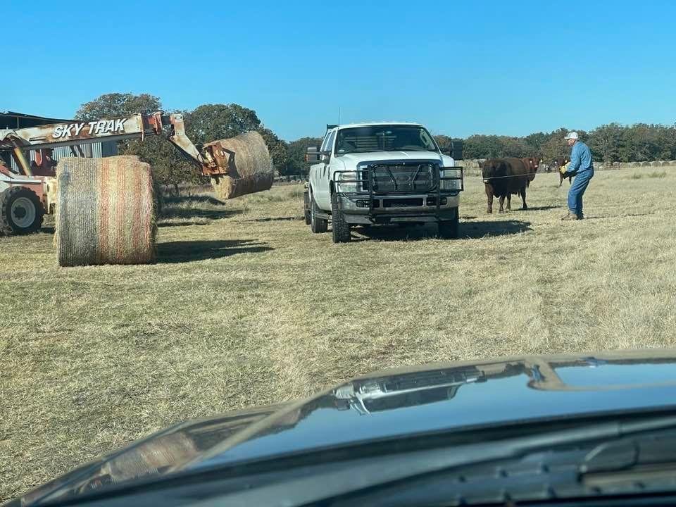 Hauling hay Monday and Tuesday. Bulls being nosy.