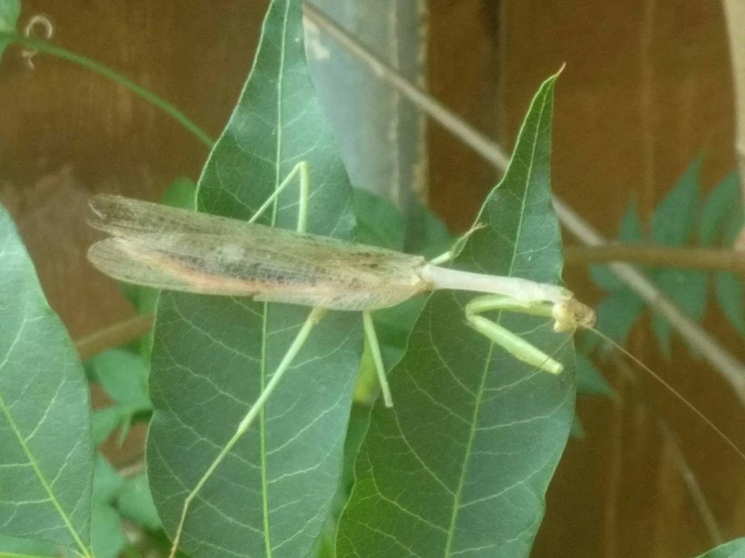 Praying Mantis finally showed up! He looks hungry!