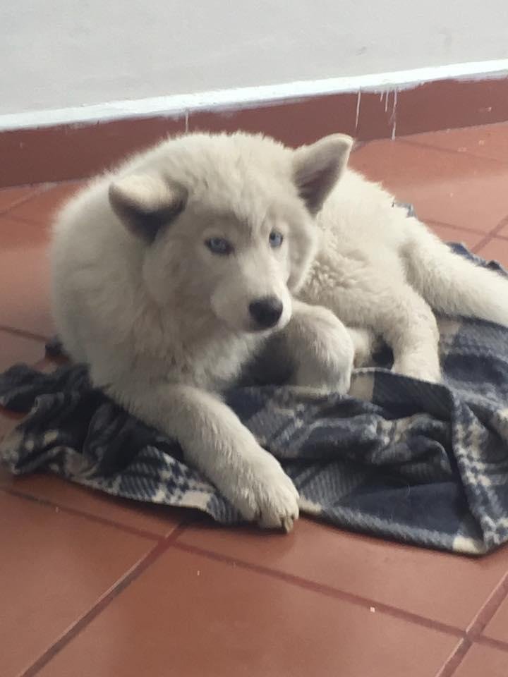 Tolstoy at 10 weeks. When he's full grown he's going to be a big Samoyed.