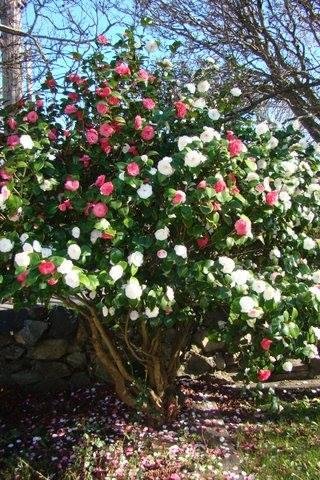 Day Patrick's album, Timeline Photos