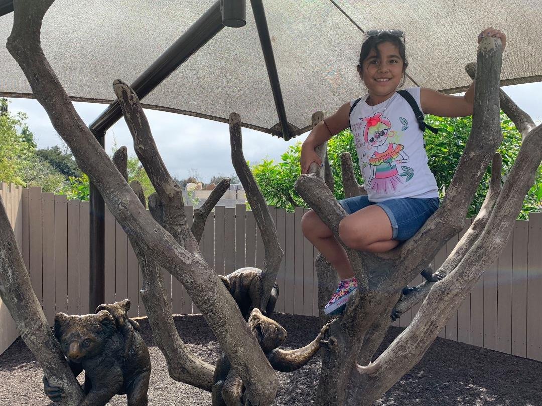 Climbing with the Koalas!