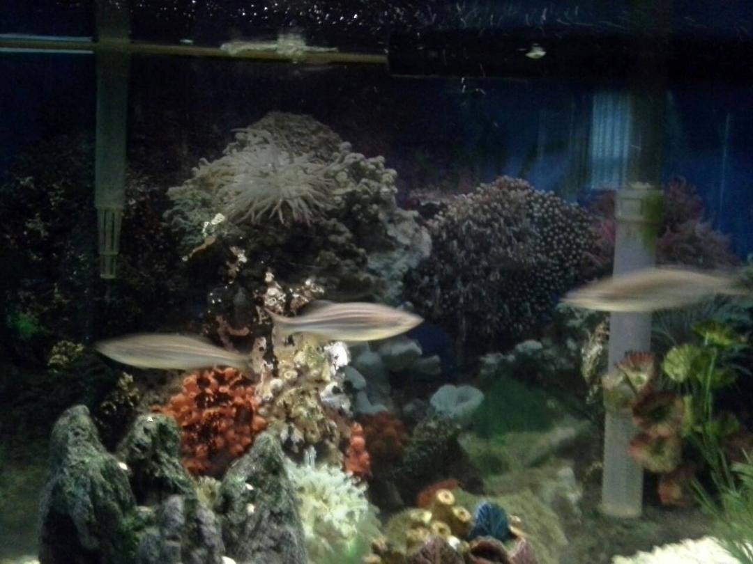 My aquarium...so Peaceful