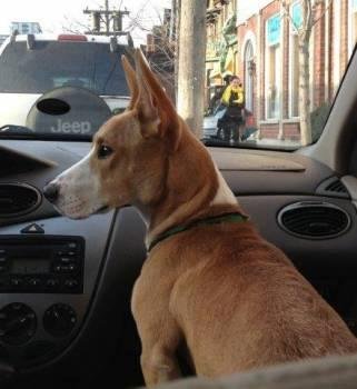 DOG 3577. Our dear Dexter, Binky Precious Wagglebottom is officially missing since 10 am this morning from the back yard. Please share this. He's been listed at the Toronto Humane Society and Toronto Animal Services.