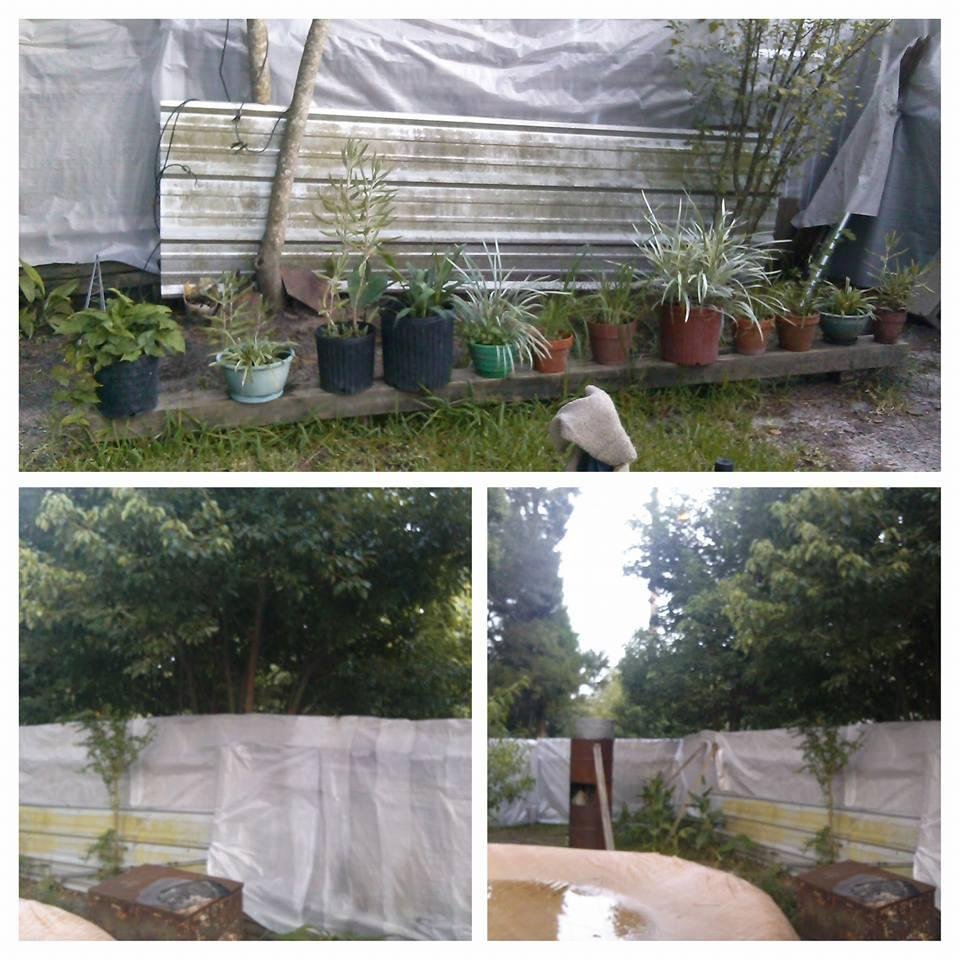 My back yard