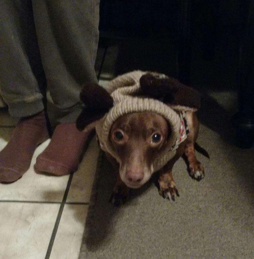 My baby doesn't like his new sweater 😥
