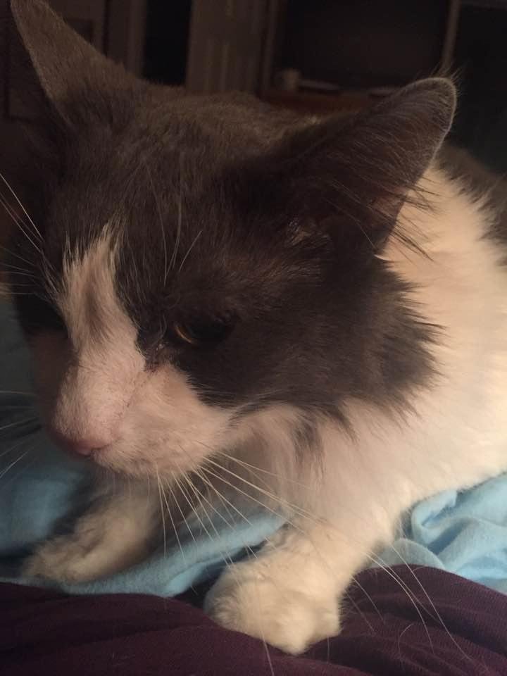 Free cat! "My name is Stanley and I pee on things. Like a lot. Most recently the Christmas tree skirt- it's a holiday tradition of mine really. I once jumped in my humans Jeep and peed in there- man that was funny. Oh and