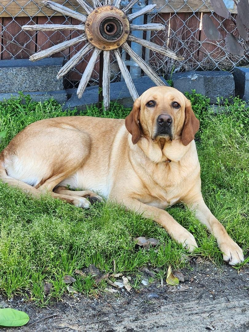 Happy National Puppy Day, Shelby!!