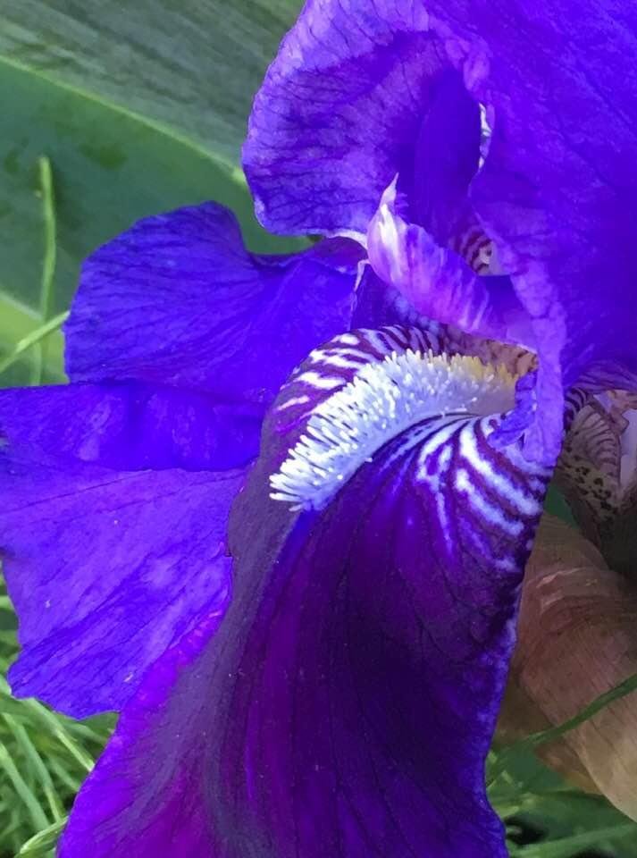 Iris two