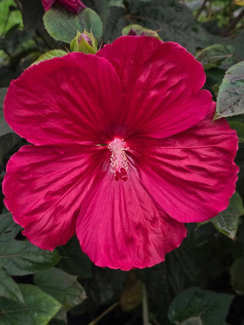 Hibiscus on full bloom