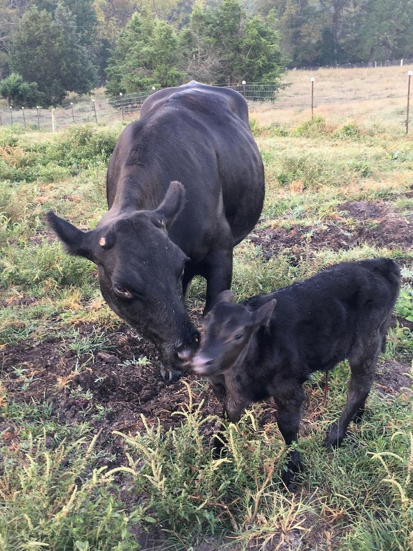 Gerty and her new calf...my namesake,little Debbie...