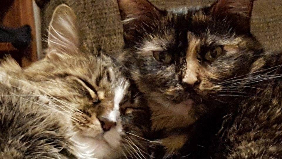 Its mittens and Gretchen lovin time
