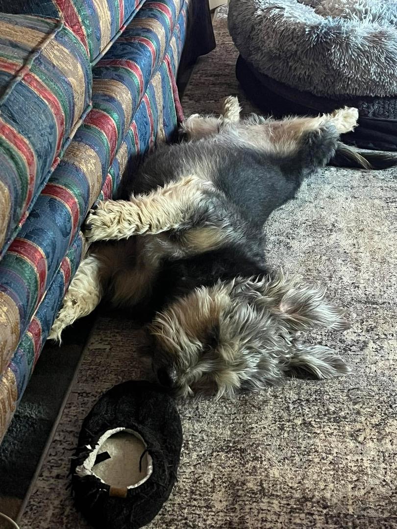 Smooth operator…. But I was watching him as he rolled over and was gonna grab my house shoe. He’s slick lol 🐾🐾🐾🤣😂