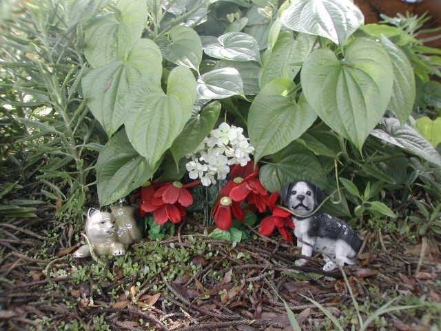 ALL CATS & DOGS