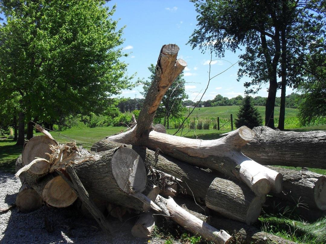 Joyce Bell's album, Ash Tree