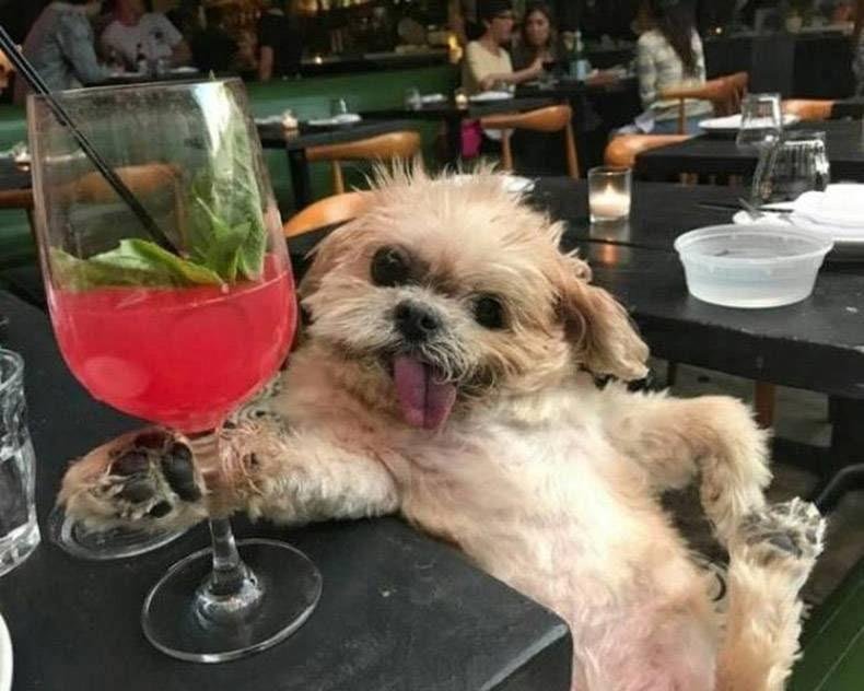 My kind of dog...good dog