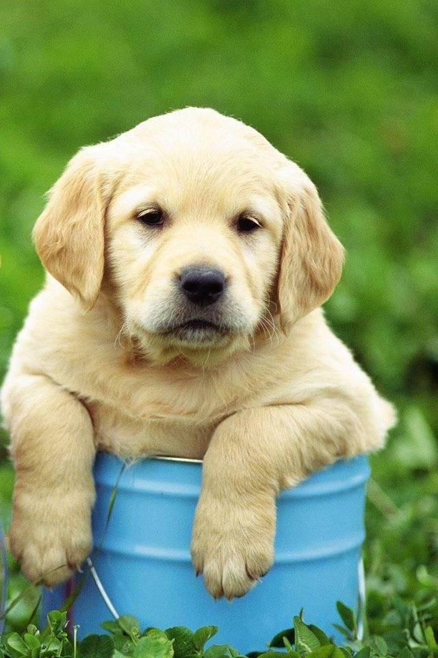 It's so cute