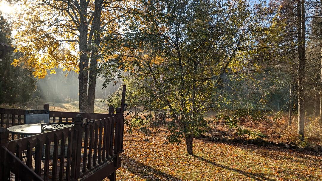 A misty morning view of the backyard. The colors are falling.