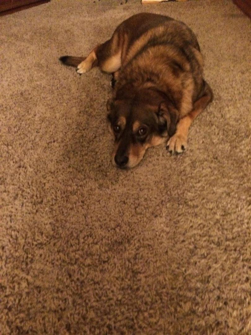 This is Rocky and he hates the sound of thunder he is my grandsons dog 😬